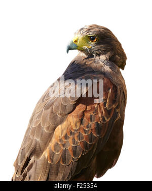 Harris Hawk Blick über seine Schulter, die linke, isoliert auf weiß. Stockfoto