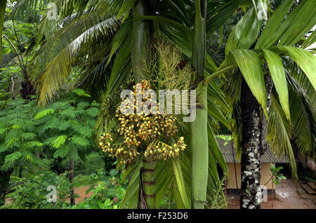 Areca-Nuss (Supari) Palm mit Haufen von Areca Nüssen Stockfoto