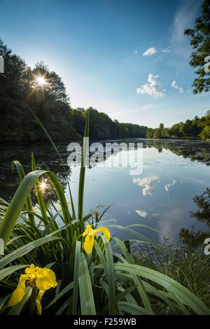 Frankreich, Isere, Optevoz, Amby, Amby Tal ' s sensiblen Naturraum (geschützter Bereich), Natura 2000 von der Insel Crémieu, gelbe Iris (Iris Pseudacorus) am Rand des Teichs Stockfoto