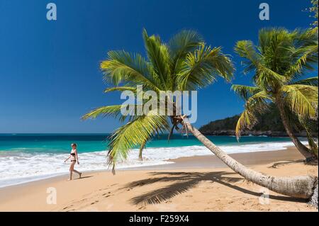 Deshaies, Strand Anse De La Perle, Basse-Terre, Guadeloupe (Französische Antillen), Frankreich Stockfoto