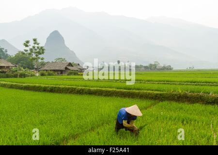 Vietnam, Lai Chau Province, Frau in ein Reisfeld Stockfoto