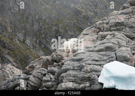 Mutter und junge Eisbären, Ursus Maritimus, zu Fuß auf den Felsen, Baffin Island, kanadische Arktis Stockfoto