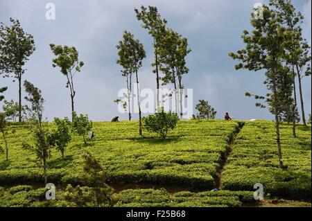 Sri Lanka, Zentrum der Provinz, Dalhousie, Tee-Plantage Stockfoto