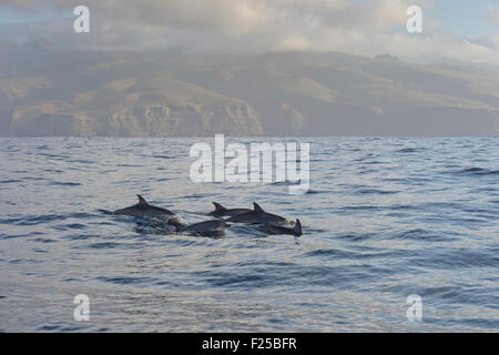 Gruppe von Atlantic Spotted Dolphins, Stenella Frontalis, auf Insel von La Gomera, Kanarische Inseln, Spanien Stockfoto