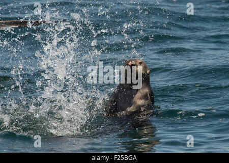 Südlichen Seeotter, Enhydra Lutris Nereis, plantschen, auch bekannt als Kalifornien Sea Otter, Monterey, Kalifornien, Pacific Ocean Stockfoto