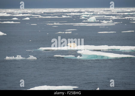 Männliche Eisbär Ursus Maritimus, ruht auf Eisberg in der Nähe von Baffin Island, kanadische Arktis Stockfoto