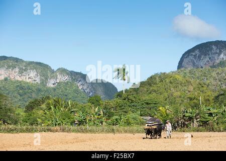 Kuba, Provinz Pinar del Rio, Vinales, Vinales Tal, Vinales Nationalpark Weltkulturerbe der UNESCO, Bauer mit Ochsen in ein Feld und Mogotes Bestandteil das Guaniguanico Gebirge im Hintergrund Stockfoto