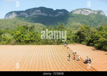 Kuba, Pinar del Rio Province, Vinales, Vinales Tal Weltkulturerbe von der UNESCO zum Nationalpark Vinales, Tabak-Plantage der jungen Tabakpflanzen und Mogotes das Guaniguanico Gebirge im Hintergrund Stockfoto