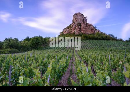 Frankreich, Saone et Loire, Solutre Pouilly, Solutre Rock, Pouilly Fuisse Weinberg am Fuße des Felsens Stockfoto