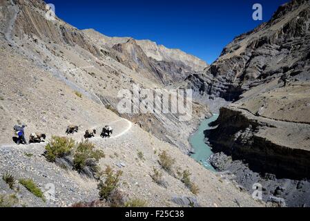 Jammu und Kashmir, Himalaya, Ladakh, Indien, Portier mit Pferd und Esel in Zanskar-Tal zwischen Hanumil (Hanamur) und Purfi La Stockfoto