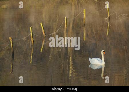 Frankreich, Isere, Optevoz, Amby, Amby Tal ' s sensiblen Naturraum (geschützter Bereich), Natura 2000 von der Insel Crémieu, Höckerschwan (Cygnus Olor) auf den Wedeln Moulin Teich Stockfoto