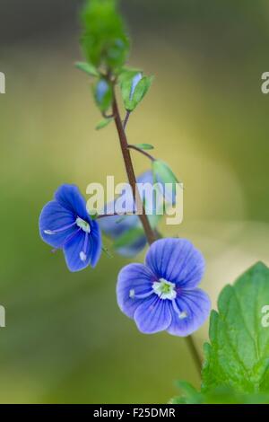 Frankreich, Isere, Optevoz, Amby Tal, Amby Tal sensiblen Naturraum (geschützter Bereich), Natura 2000 von der Insel Crémieu, Gamander-Ehrenpreis (Veronica Chamaedrys) Stockfoto