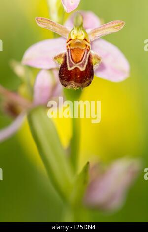 Frankreich, Isere, Optevoz, Amby Tal, Amby Tal sensiblen Naturraum (geschützter Bereich), Natura 2000 von der Insel Crémieu, Biene Orchidee (Ophris Apifera) in einem Trockenrasen geschützt Specie CITES Anhang II Stockfoto