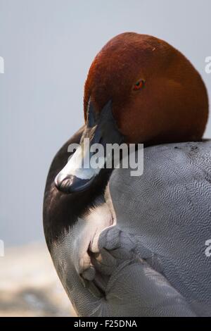 Frankreich, Ain, Villars Les Dombes, Voliere Bird Park, gemeinsame Tafelenten (Aythya 40-jähriger), Porträt, Männlich Stockfoto