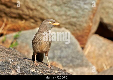 Sander-Bergkette, Jungle Babbler (Turdoides Striata), Karnataka, Indien, Asien Stockfoto