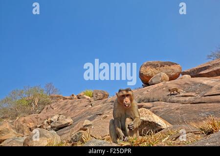 Asien, Indien, Karnataka, Sander-Bergkette, Motorhaube Makaken (Macaca Radiata), Männlich Stockfoto