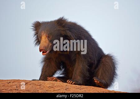 Asien, Indien, Karnataka, Sander-Bergkette, Sloth Bär (Melursus Ursinus), Stockfoto