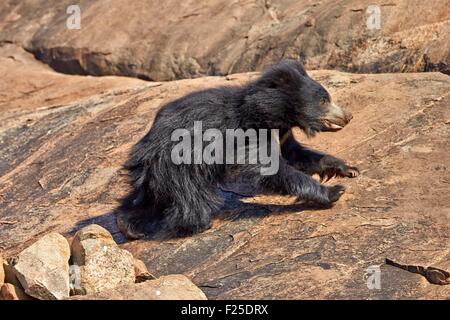 Asien, Indien, Karnataka, Sander-Bergkette, Sloth Bär (Melursus Ursinus), Stockfoto