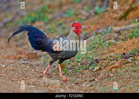 Indien, Bundesstaat Tamil Nadu, Anaimalai Gebirge (Nilgiri Hills), grau-Kammhuhnprojekte oder Sonnerat Kammhuhnprojekte (Gallus Sonneratii) Stockfoto