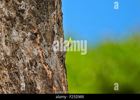 Indien, Bundesstaat Tamil Nadu, Anaimalai Gebirge (Nilgiri Hills), Draco Dussumieri, allgemein bekannt als die südlichen Flying Lizard, Randy männlich wirft eine gelbe Tasche nach vorne (unbefiederten Sac) Stockfoto