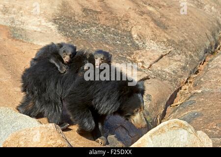 Indien, Karnataka state, Sander-Bergkette, Faultiere (Melursus Ursinus), Mutter mit Kind, Mutter mit Babys auf dem Rücken Stockfoto
