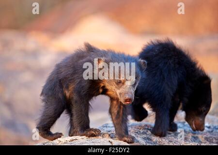 Indien, Karnataka state, Sander-Bergkette, Faultiere (Melursus Ursinus), baby Stockfoto