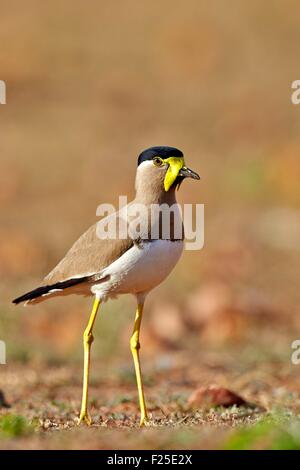 Indien, Karnataka Zustand, Sander Mountain Range, gelb Flecht-Kiebitz (Vanellus Malabaricus) Stockfoto