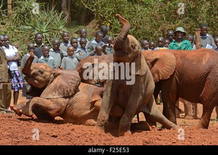 Kenia, Nairobi, das Elefantenwaisenhaus Sheldrick Elefanten spielen vor jungen Schulkinder besuchen das Zentrum Stockfoto