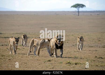Kenia, Masai Mara Reserve, Familie Löwen (Panthera Leo) ist dΘplcaτant mit der Jugend in der Savanne Stockfoto