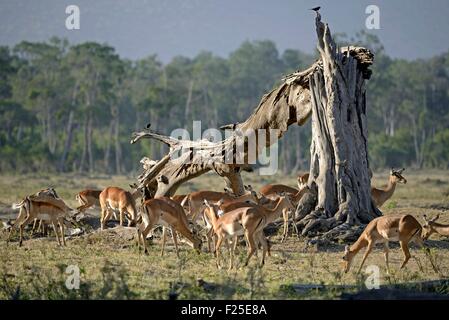 Kenia, Masai Mara Reserve Herde Impalas (Aepyceros Melampus) in einem toten Baum Stockfoto