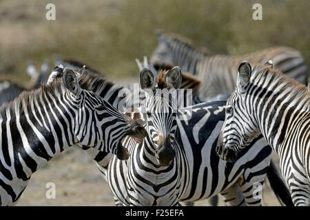 Kenia, Masai Mara Reserve, Ebenen Zebras (Equus Burchelli), Tier zeigt seine Zähne Stockfoto