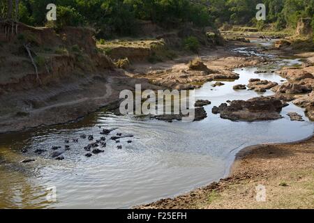 Kenia, Masai Mara Reserve, Nilpferd amphibische (Hippopotamus Amphibius) in den Mara River bei Niedrigwasser Stockfoto