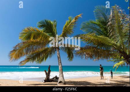 Deshaies, Strand Anse De La Perle, Basse-Terre, Guadeloupe (Französische Antillen), Frankreich Stockfoto