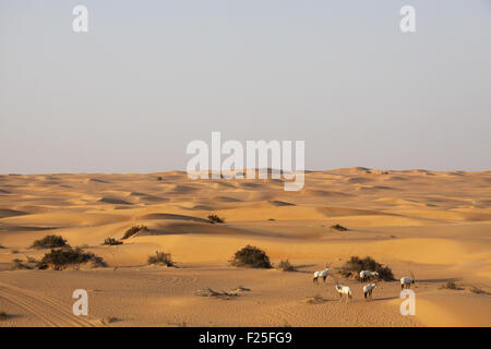 Gruppe der arabischen Oryx (Oryx Leucoryx) Weiden in der arabischen Wüste in der Nähe von Dubai. Stockfoto