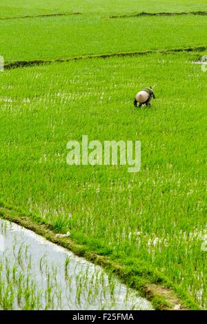 Vietnam, Yen Bai Provinz, Van Chan Bezirk, Dong Khe, Reisfeld Stockfoto