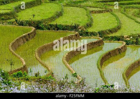 Vietnam, Yen Bai Provinz, Van Chan Bezirk, Nam Bung, Reisfeld Stockfoto