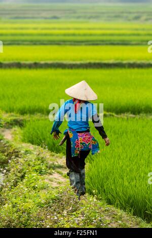 Vietnam, Lai Chau Province, Frau in ein Reisfeld Stockfoto