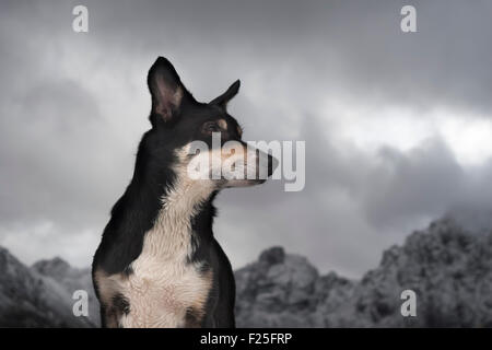 Border-Collie Hund, Cuillin, Isle Of Skye, Schottland Stockfoto