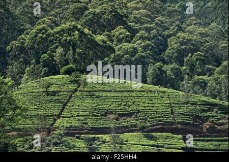 Sri Lanka, Zentrum der Provinz, Dalhousie, Tee-Plantage Stockfoto