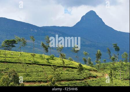 Sri Lanka, Zentrum der Provinz, Dalhousie, Tee-Plantage am Fuße des Adam's Peak Stockfoto