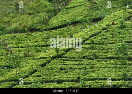 Sri Lanka, Zentrum der Provinz, Dalhousie, Tee-Plantage Stockfoto