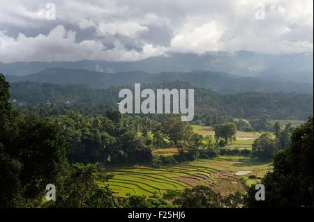 Sri Lanka, Central Province, Matale-Distrikt, Reisfelder Stockfoto