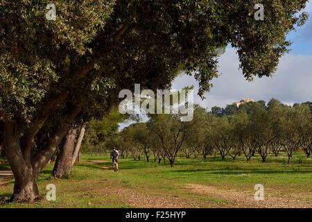 Frankreich, Var, Iles d'Hyeres, Parc National de Port Cros (National Park von Port Cros), Porquerolles Insel Pflanzen unterschiedlich Arten von Olivenbäumen und das Schloss Sainte-Agathe im Hintergrund Stockfoto