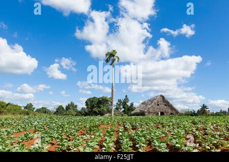 Kuba, Provinz Pinar del Rio, Vinales, Vinales Tal, Vinales Nationalpark Weltkulturerbe von UNESCO, Tabakfeld und traditionelle Tabak Trockner Stockfoto