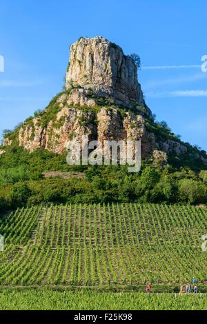 Frankreich, Saone et Loire, Solutre Pouilly, Solutre Rock, Pouilly Fuisse Weinberg am Fuße des Felsens Stockfoto