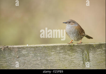 Heckenbraunelle (Prunella Modularis) thront auf Zaun Stockfoto