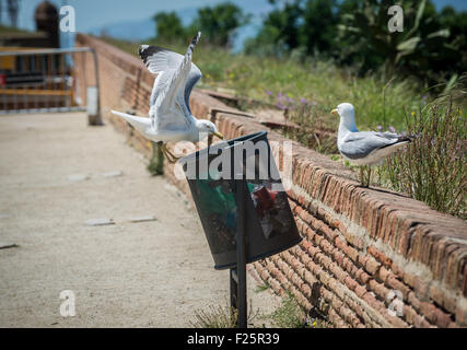 Möwen im Montjuic Burg auf jüdische Berg in Barcelona, Spanien Stockfoto