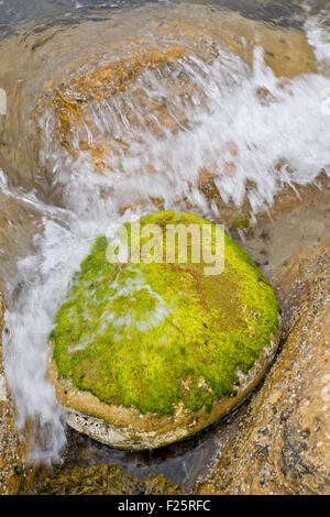 WELLEN, DIE ÜBER ALGEN BEDECKT FELSENKÜSTE MORAY SCHOTTLAND Stockfoto