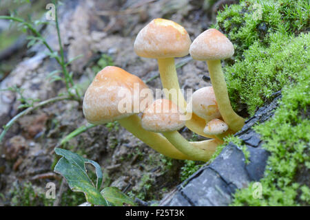 Pilz-Grünblättriger Fascicularis in Winterswijk in den Niederlanden Stockfoto