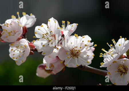 Die Blüten der Aprikosenbaum mit Blütenblättern gegen Sonnenlicht auf mehr dunklen Hintergrund. Stockfoto